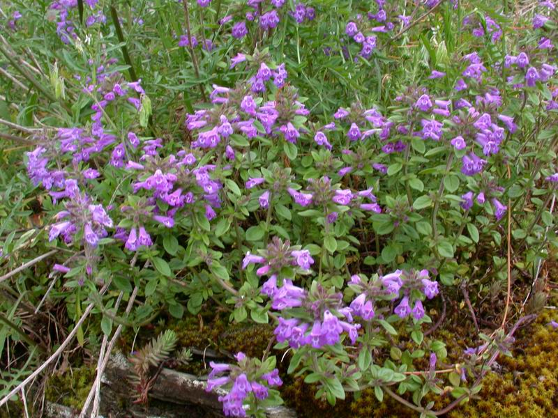 Dal Casentino: Calamintha nepeta o Acinos?